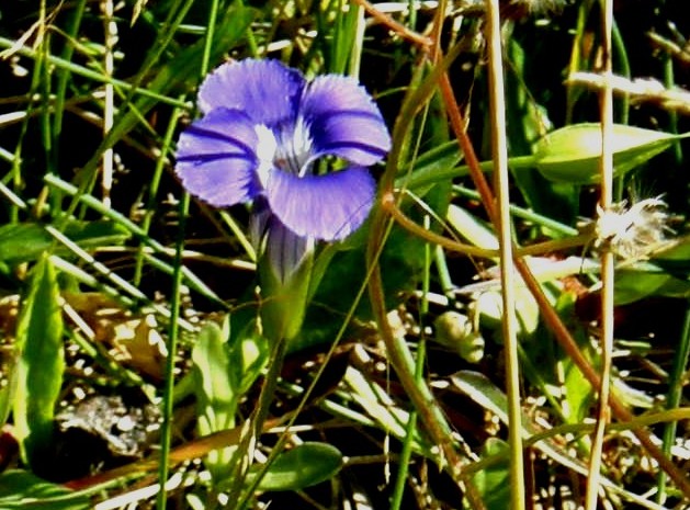 Yellowstone National Park (USA) - Gentianopsis